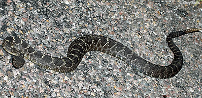 Arizona Black Rattlesnake