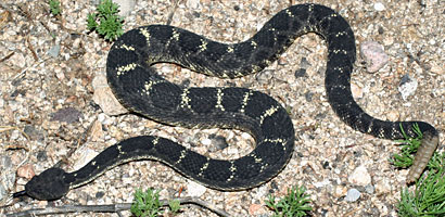 Arizona Black Rattlesnake