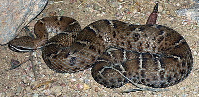 Arizona Ridge-nosed Rattlesnake