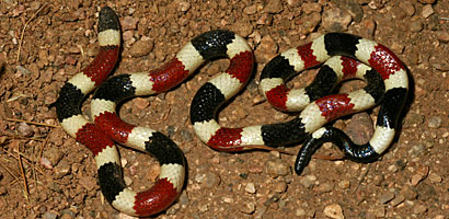 Arizona Coralsnake