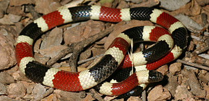 Arizona Coralsnake