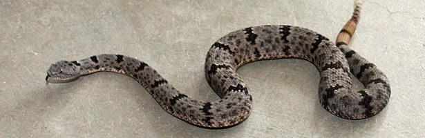 Banded Rock Rattlesnake