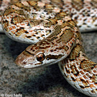 Painted Desert Glossy Snake