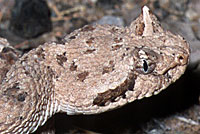 Sonoran Sidewinder