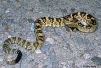 Northern Black-tailed Rattlesnake