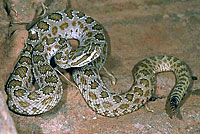 Midget Faded Rattlesnake 