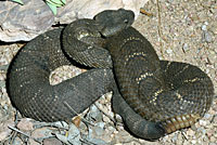 Arizona Black Rattlesnake