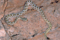 Midget Faded Rattlesnake 