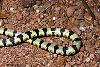 Tucson Shovel-nosed Snake