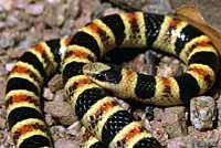 Tucson Shovel-nosed Snake