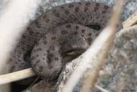 Western Twin-spotted Rattlesnake