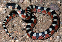 Chihuahuan Hook-nosed Snake