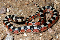 Thornscrub Hook-nosed Snake