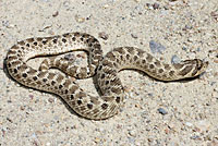 Mexican Hog-nosed Snake