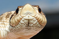 Mexican Hog-nosed Snake