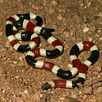 Arizona Coralsnake