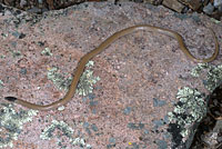 Plains Black-headed Snake