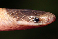 Plains Black-headed Snake 