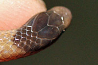 Plains Black-headed Snake