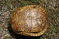 Desert Box Turtle