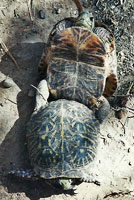 Desert Box Turtles