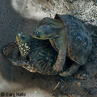 Desert Box Turtle