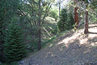 Sierra Nevada Ensatina Habitat