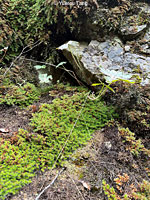 Shasta Salamander habitat