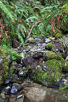 Southern Torrent Salamander Habitat