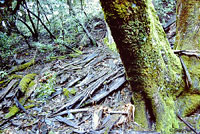 Arboreal Salamander Habitat