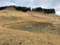 tiger salamander habitat