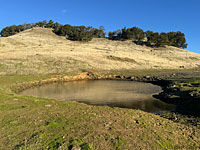 tiger salamander habitat