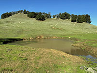 tiger salamander habitat