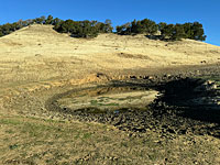 tiger salamander habitat