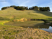 tiger salamander habitat