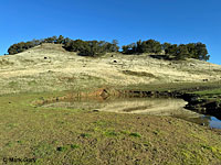 tiger salamander habitat