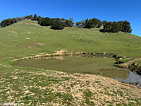 tiger salamander habitat