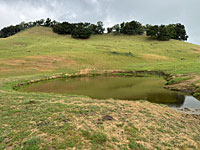 tiger salamander habitat