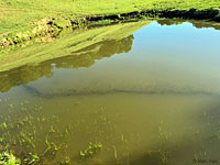 tiger salamander habitat