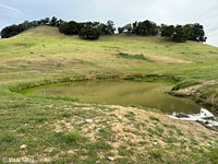 tiger salamander habitat