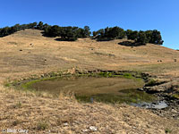 tiger salamander habitat