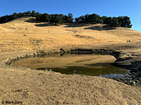 tiger salamander habitat