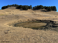 tiger salamander habitat