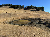tiger salamander habitat