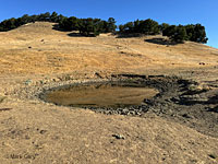 tiger salamander habitat
