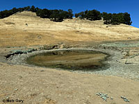 tiger salamander habitat