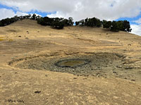 tiger salamander habitat