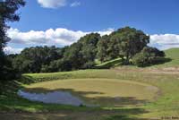 California Newt Breeding Pond