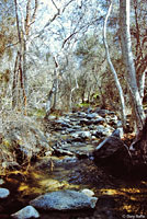 California Newt Breeding Creek