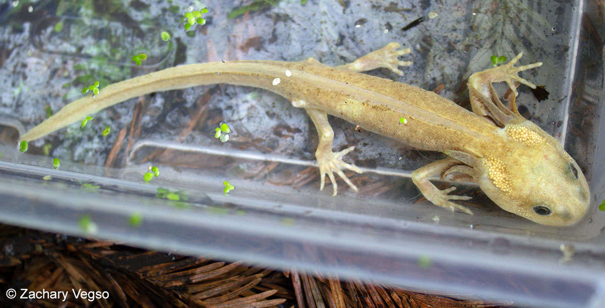 Northwestern Salamander - Ambystoma gracile